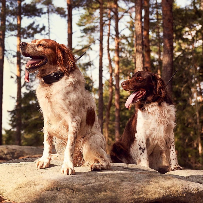 Dogtrace Dog Gps X30b Ek Tasma ( Gps+ Beeper Özellikli)